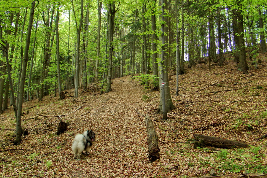 Kojšovská hoľa z Gelnice (Volovské vrchy)