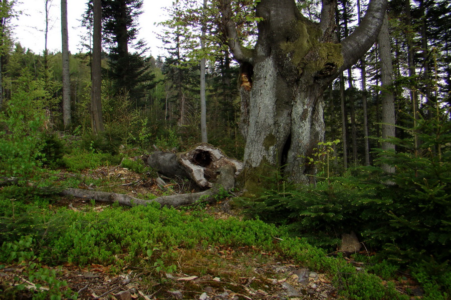 Kojšovská hoľa z Gelnice (Volovské vrchy)