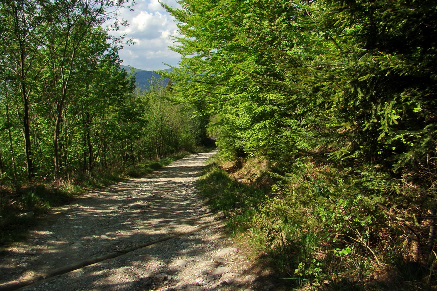 Kojšovská hoľa z Gelnice (Volovské vrchy)