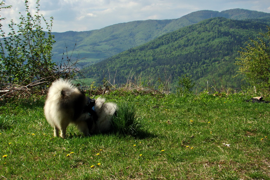 Kojšovská hoľa z Gelnice (Volovské vrchy)