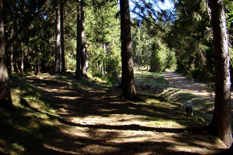 Kráľova hoľa z Telgárta (Nízke Tatry)