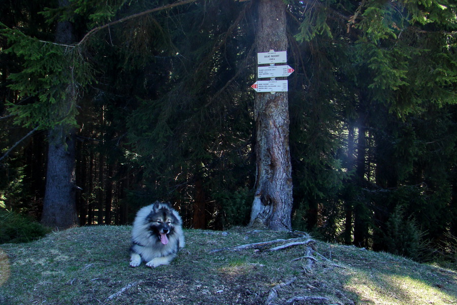 Kráľova hoľa z Telgárta (Nízke Tatry)