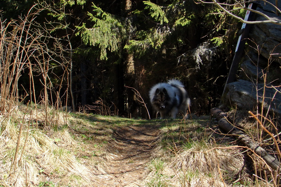 Kráľova hoľa z Telgárta (Nízke Tatry)