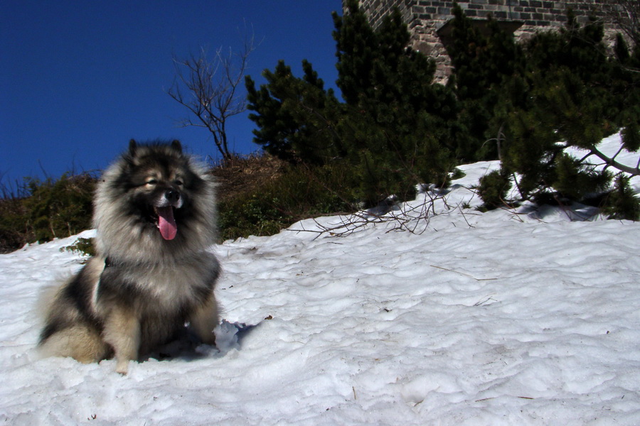 Kráľova hoľa z Telgárta (Nízke Tatry)