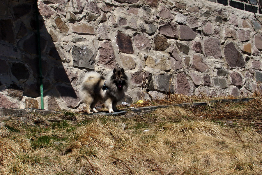 Kráľova hoľa z Telgárta (Nízke Tatry)