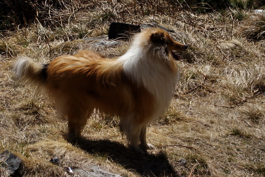 Kráľova hoľa z Telgárta (Nízke Tatry)