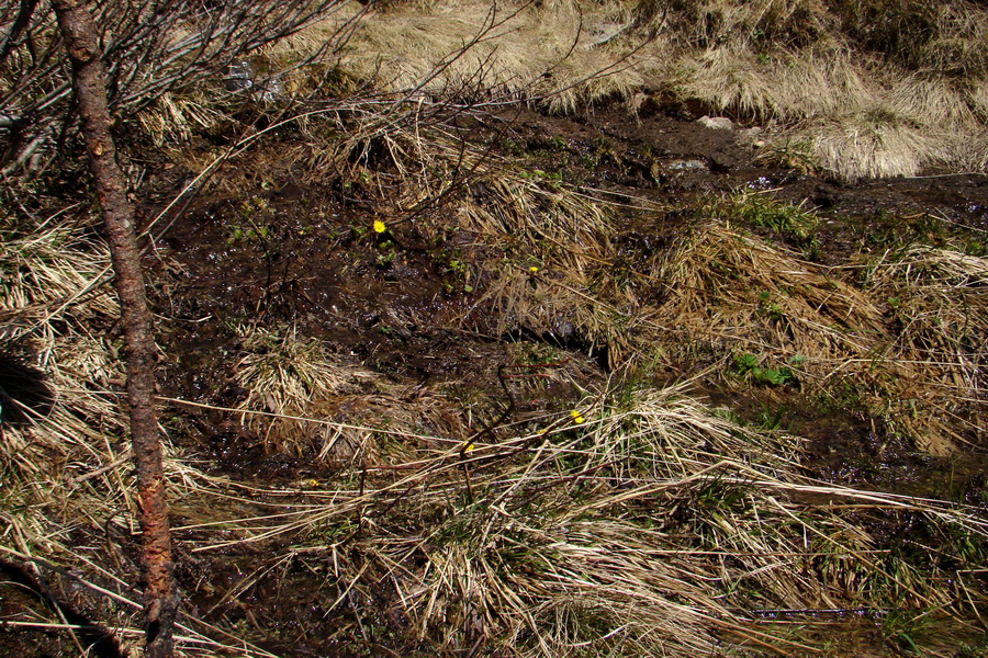 Kráľova hoľa z Telgárta (Nízke Tatry)