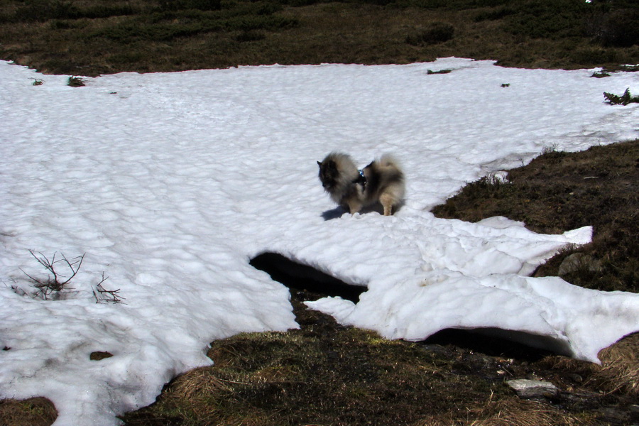 Kráľova hoľa z Telgárta (Nízke Tatry)