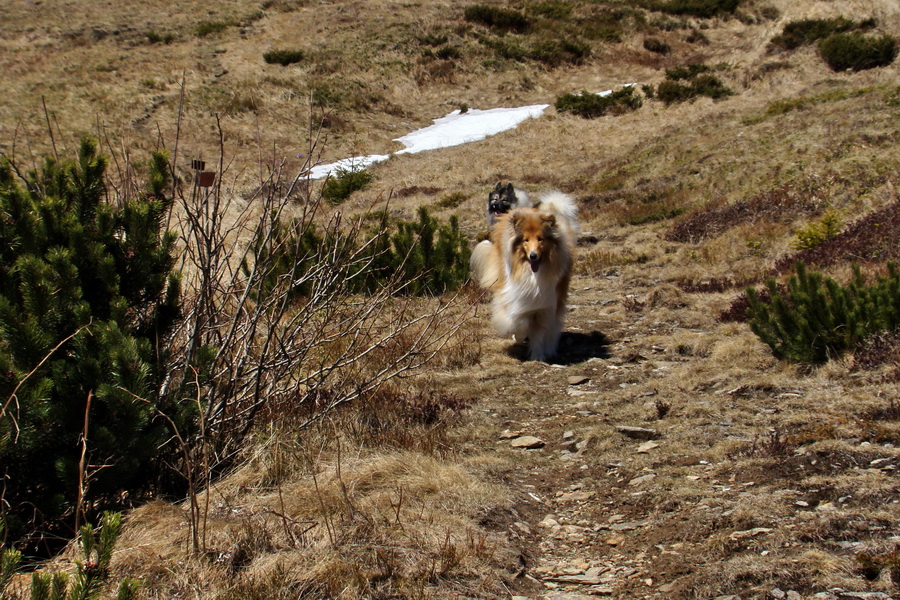 Kráľova hoľa z Telgárta (Nízke Tatry)