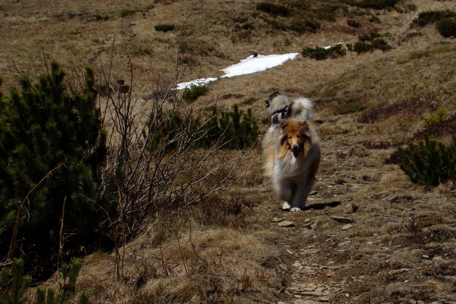 Kráľova hoľa z Telgárta (Nízke Tatry)