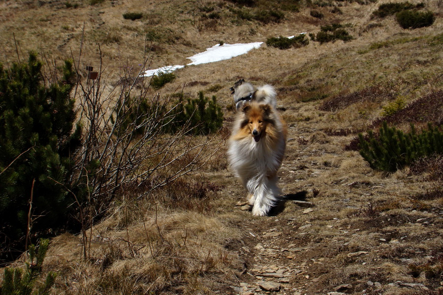 Kráľova hoľa z Telgárta (Nízke Tatry)