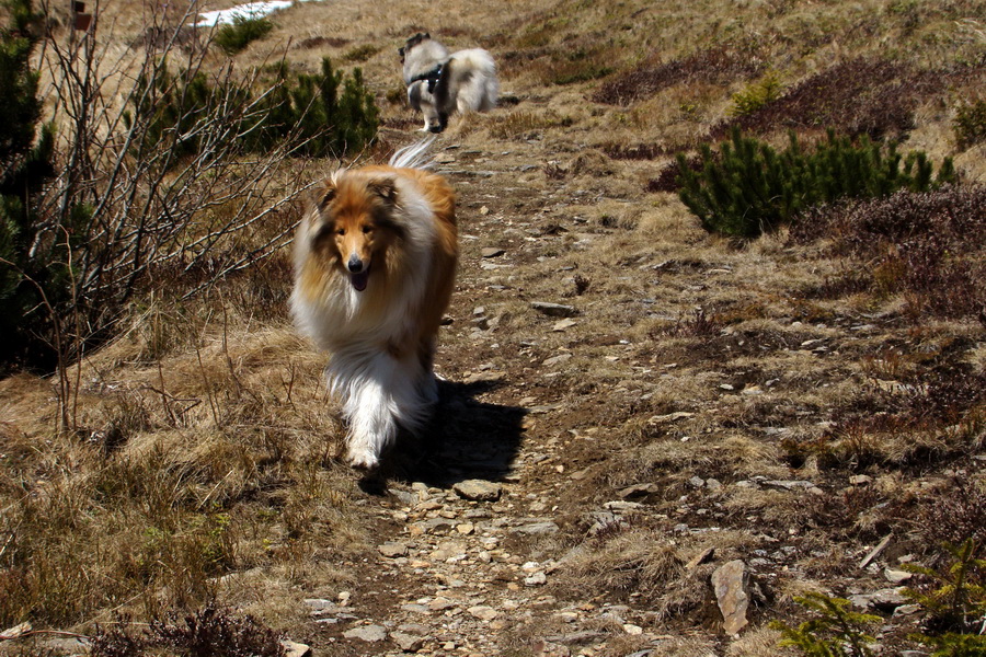 Kráľova hoľa z Telgárta (Nízke Tatry)