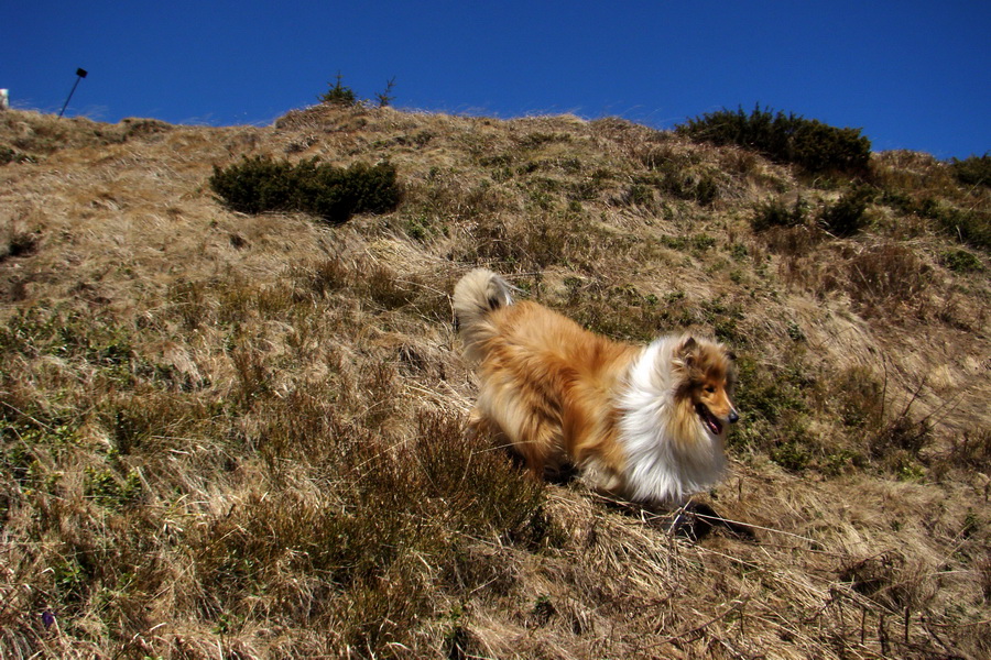 Kráľova hoľa z Telgárta (Nízke Tatry)