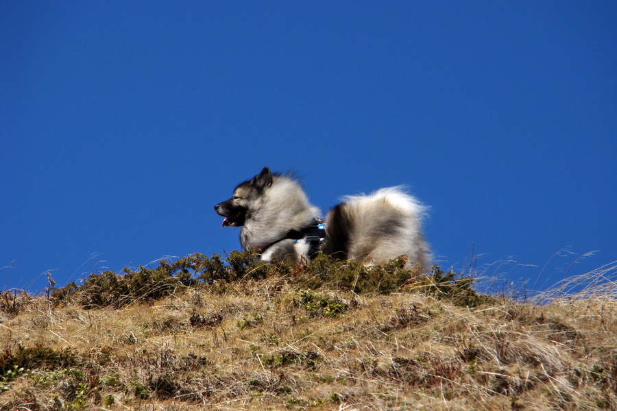 Kráľova hoľa z Telgárta (Nízke Tatry)