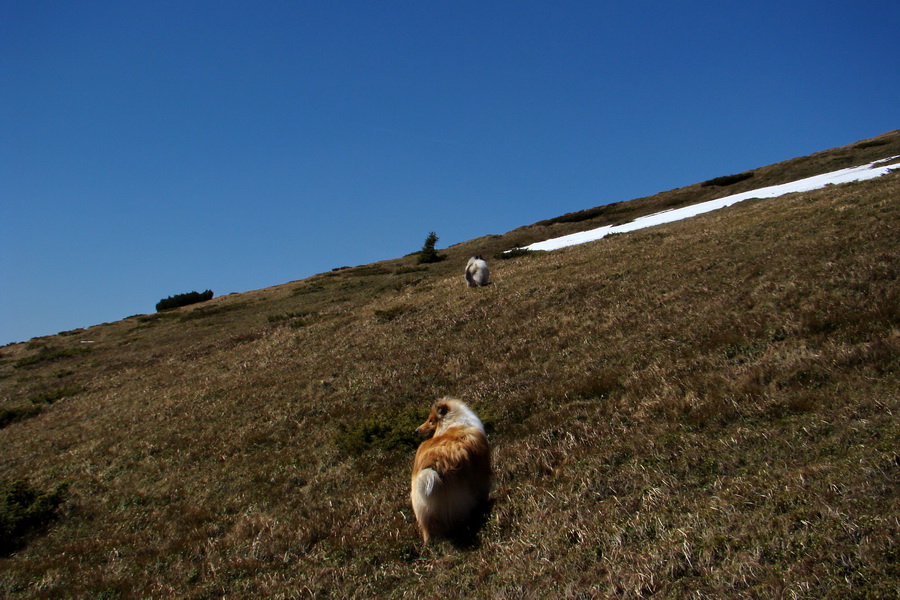 Kráľova hoľa z Telgárta (Nízke Tatry)