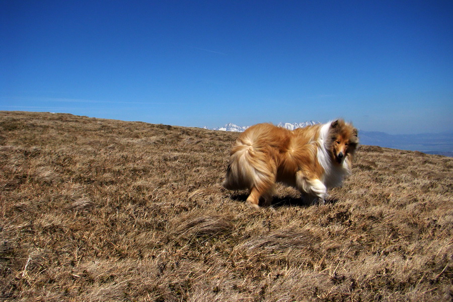 Kráľova hoľa z Telgárta (Nízke Tatry)