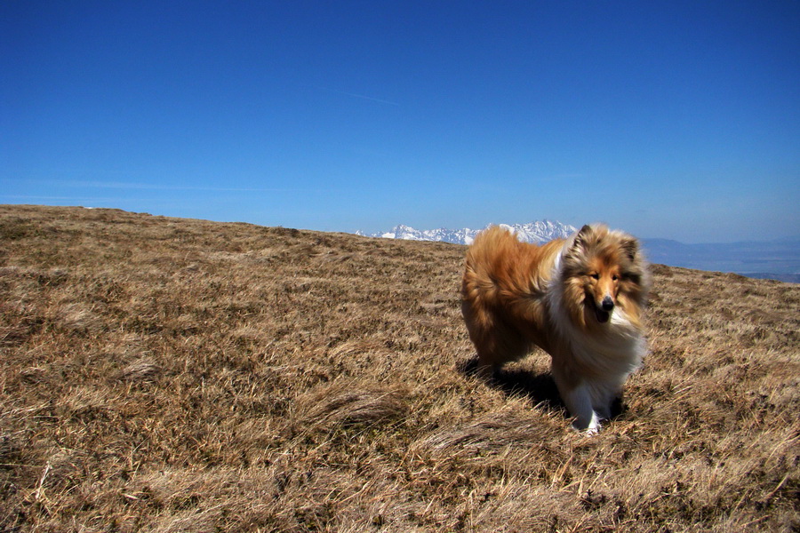 Kráľova hoľa z Telgárta (Nízke Tatry)