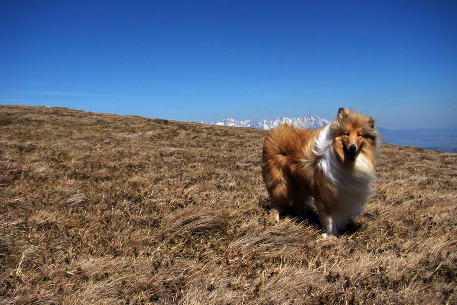 Kráľova hoľa z Telgárta (Nízke Tatry)