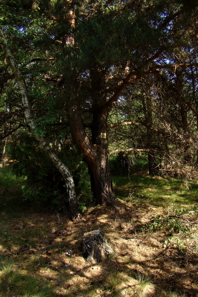 Sľubica a skelné okno na Rajtopíkoch (Branisko)