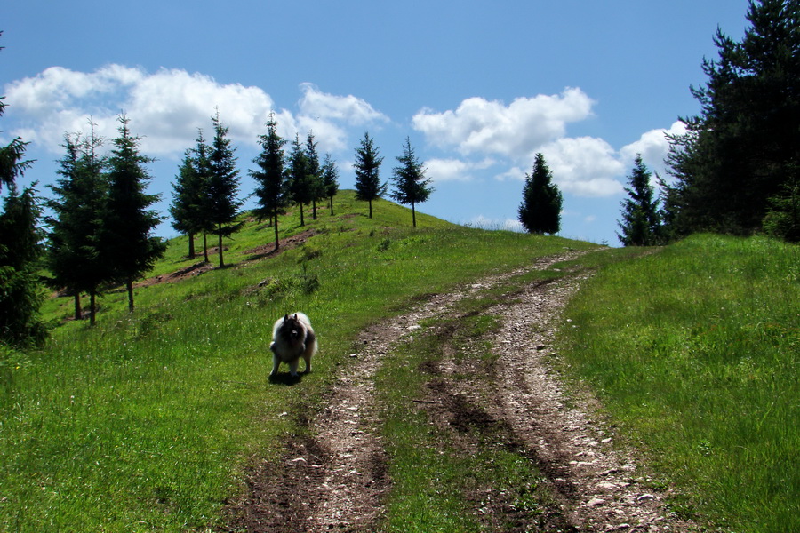 Vysoký vrch (Volovské vrchy)