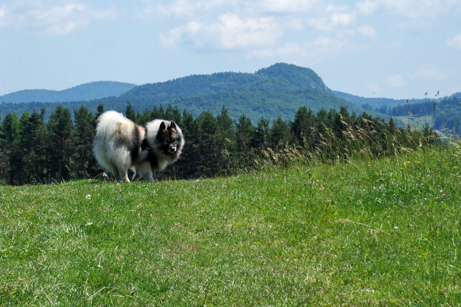 Vysoký vrch (Volovské vrchy)