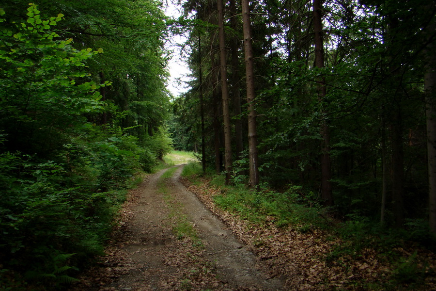 Biela skala z Krompách (cez Plejsy) (Volovské vrchy)