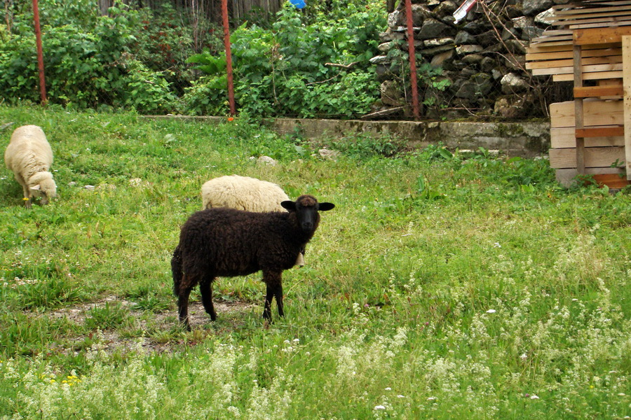 Biela skala z Krompách (cez Plejsy) (Volovské vrchy)