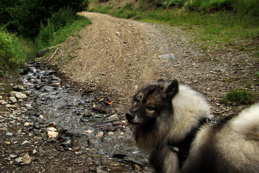 Biela skala z Krompách (cez Plejsy) (Volovské vrchy)