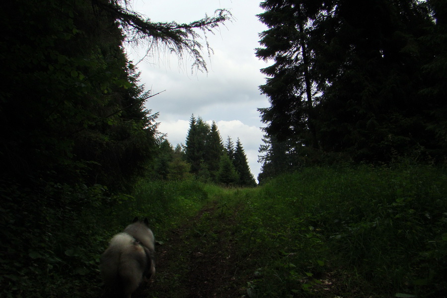 Biela skala z Krompách (cez Plejsy) (Volovské vrchy)