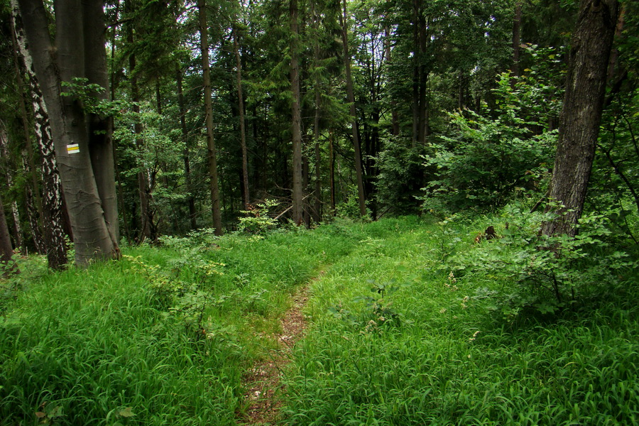 Biela skala z Krompách (cez Plejsy) (Volovské vrchy)