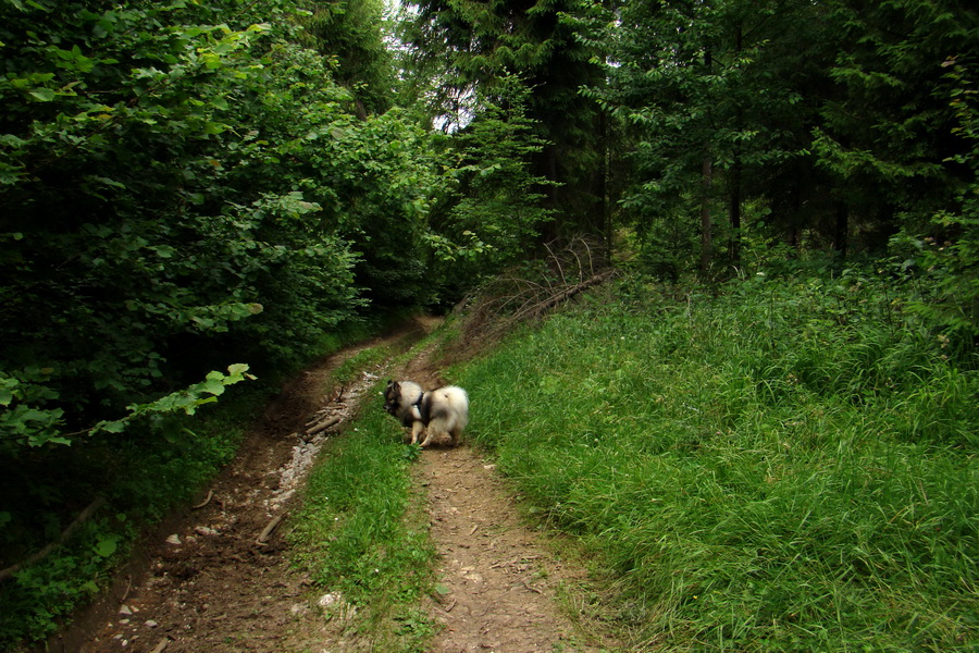 Biela skala z Krompách (cez Plejsy) (Volovské vrchy)