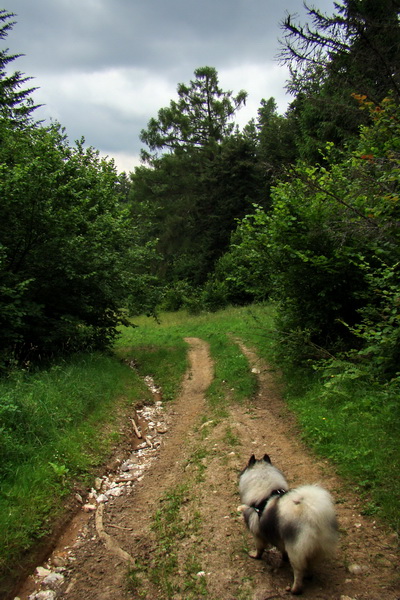 Biela skala z Krompách (cez Plejsy) (Volovské vrchy)