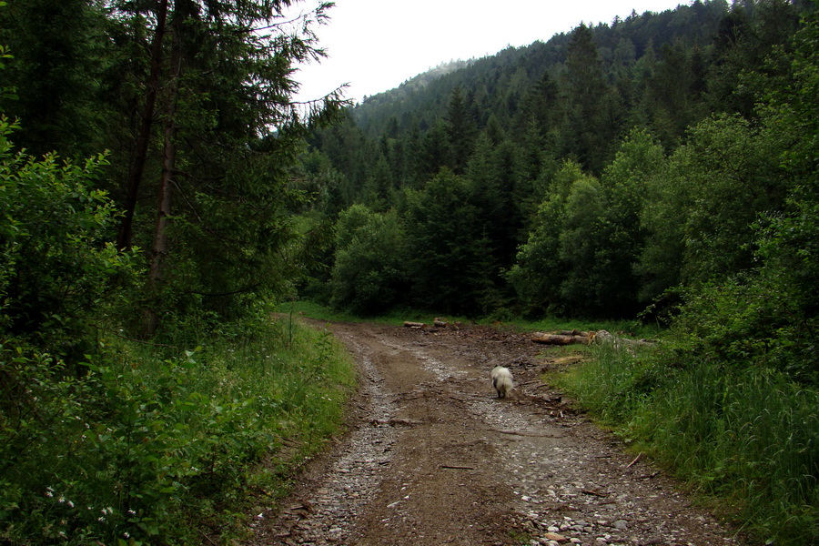 Bukovec a Holý vrch (Volovské vrchy)