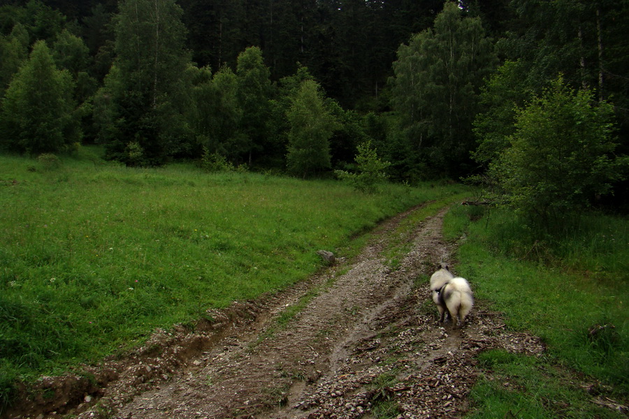 Bukovec a Holý vrch (Volovské vrchy)