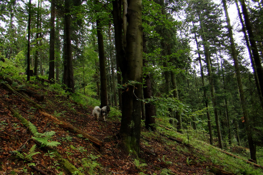 Bukovec a Holý vrch (Volovské vrchy)