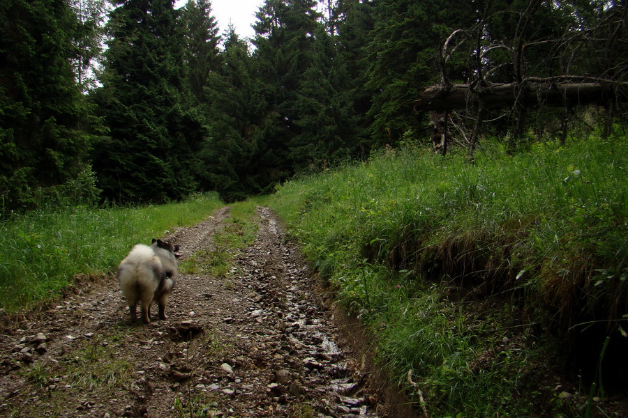 Bukovec a Holý vrch (Volovské vrchy)