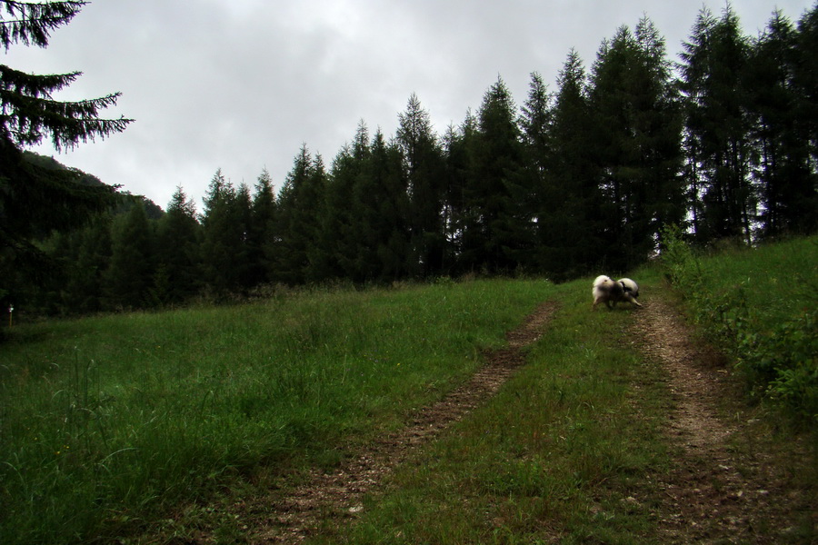 Bukovec a Holý vrch (Volovské vrchy)