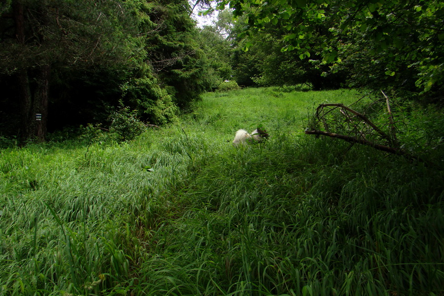 Bukovec a Holý vrch (Volovské vrchy)