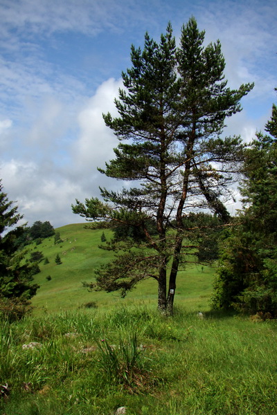 Bukovec a Holý vrch (Volovské vrchy)