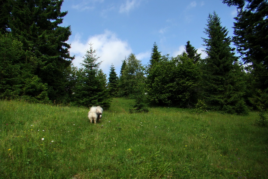 Bukovec a Holý vrch (Volovské vrchy)