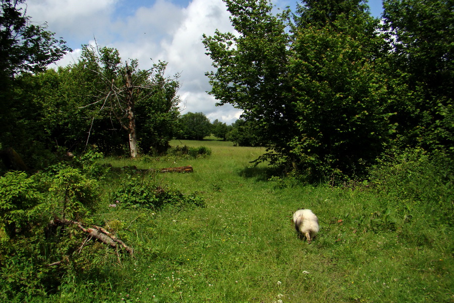 Bukovec a Holý vrch (Volovské vrchy)