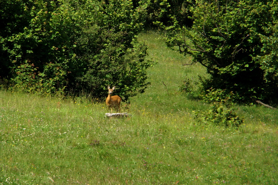 Bukovec a Holý vrch (Volovské vrchy)