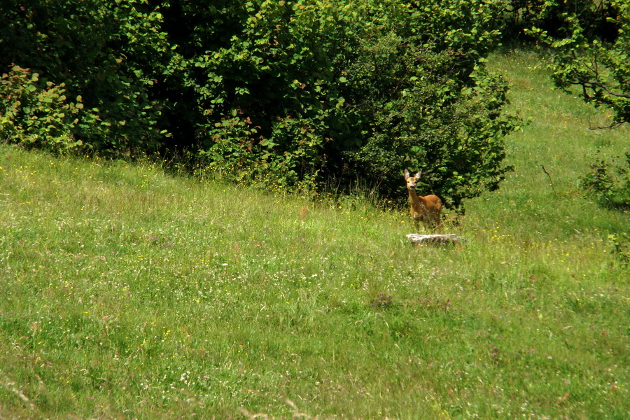 Bukovec a Holý vrch (Volovské vrchy)