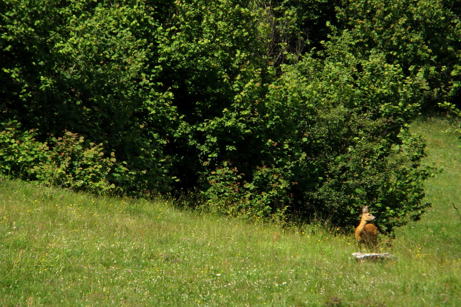 Bukovec a Holý vrch (Volovské vrchy)