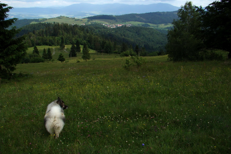 Bukovec a Holý vrch (Volovské vrchy)