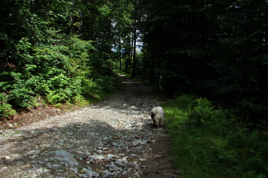 Bukovec a Holý vrch (Volovské vrchy)