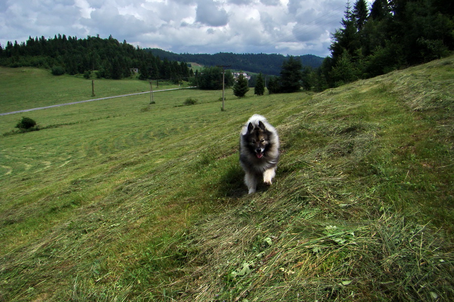 Bukovec a Holý vrch (Volovské vrchy)