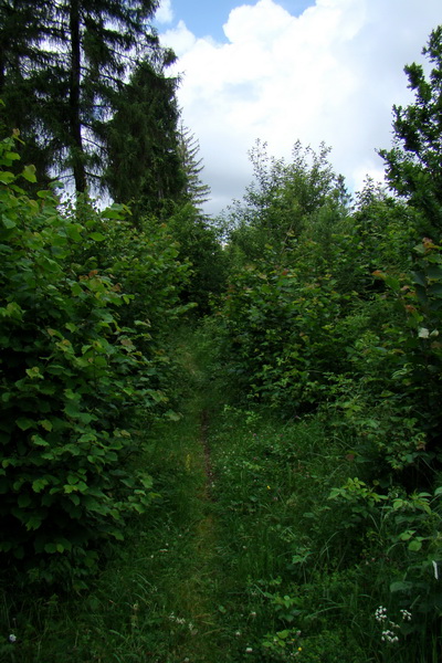 Bukovec a Holý vrch (Volovské vrchy)