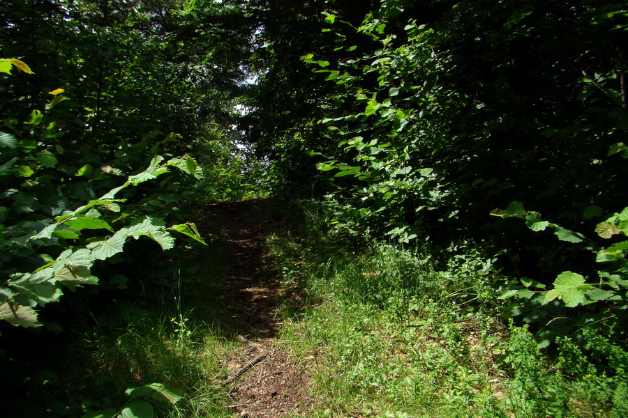 Bukovec a Holý vrch (Volovské vrchy)