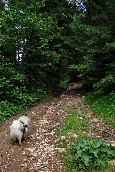 Bukovec a Holý vrch (Volovské vrchy)